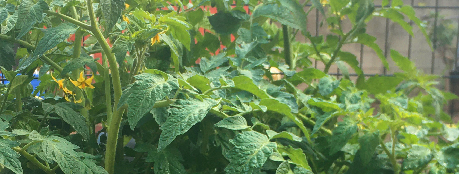Green Tomato Plants - fertilizer