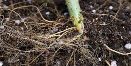 Vegetable Roots