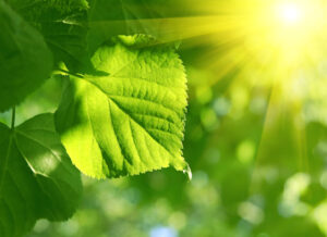 Photosynthesis - dietary supplements